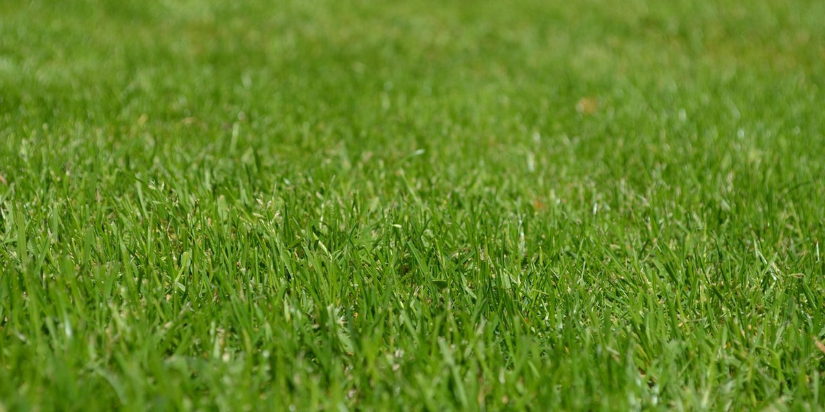 Large green lawn with ornamental grasses and mature garden trees