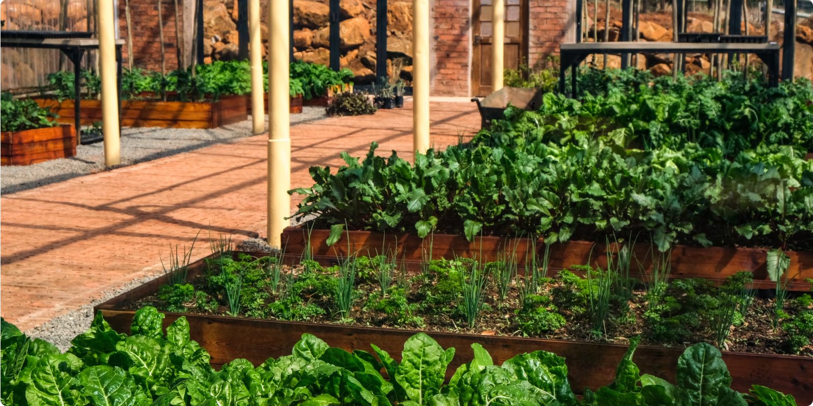 Productive raised-bed vegetable garden with fresh leafy vegetables