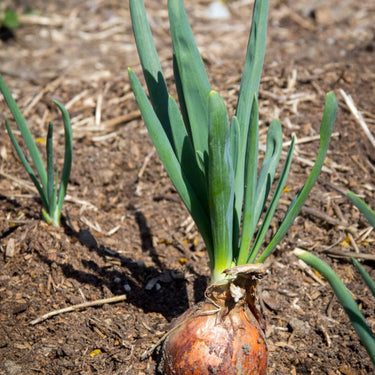 Onion Monastrell F1 Organic