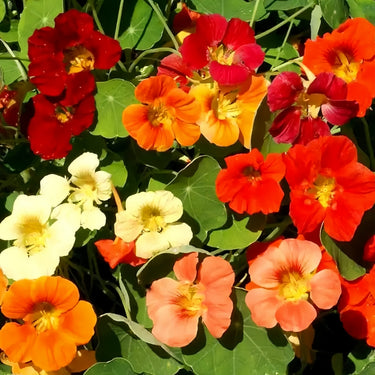 Tropaeolum Majus Nanum Single Mix