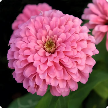 Double Zahara Raspberry Ripple Zinnia Seeds