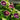 Morning Glory-Violet Swirl