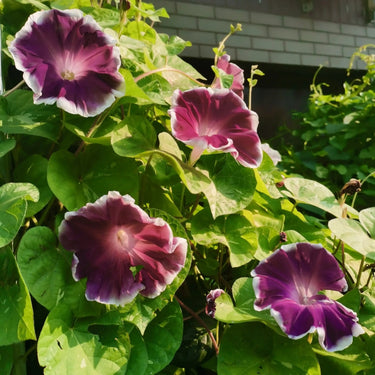 Morning Glory-Violet Swirl