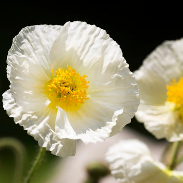 'Bridal Silk' Poppy Seeds