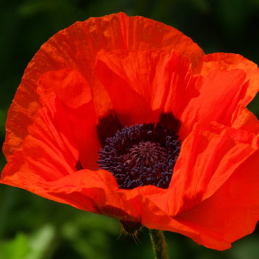 Papaver Red Poppy Seeds