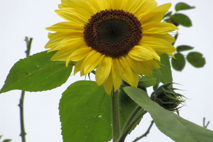 A sunflower blooming naturally in an outdoor garden