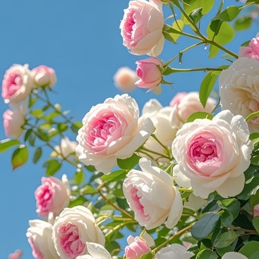 Fuchsia White Rose Seeds