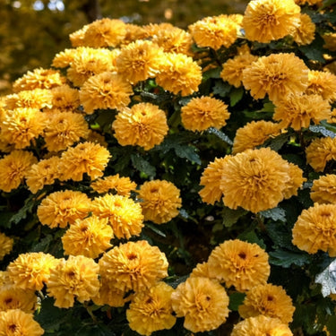 Hydrangea Seed Bonsai Flower Seeds – Yellow