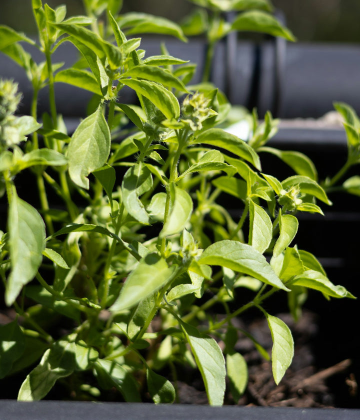 Mint leaves growing naturally in a garden setting