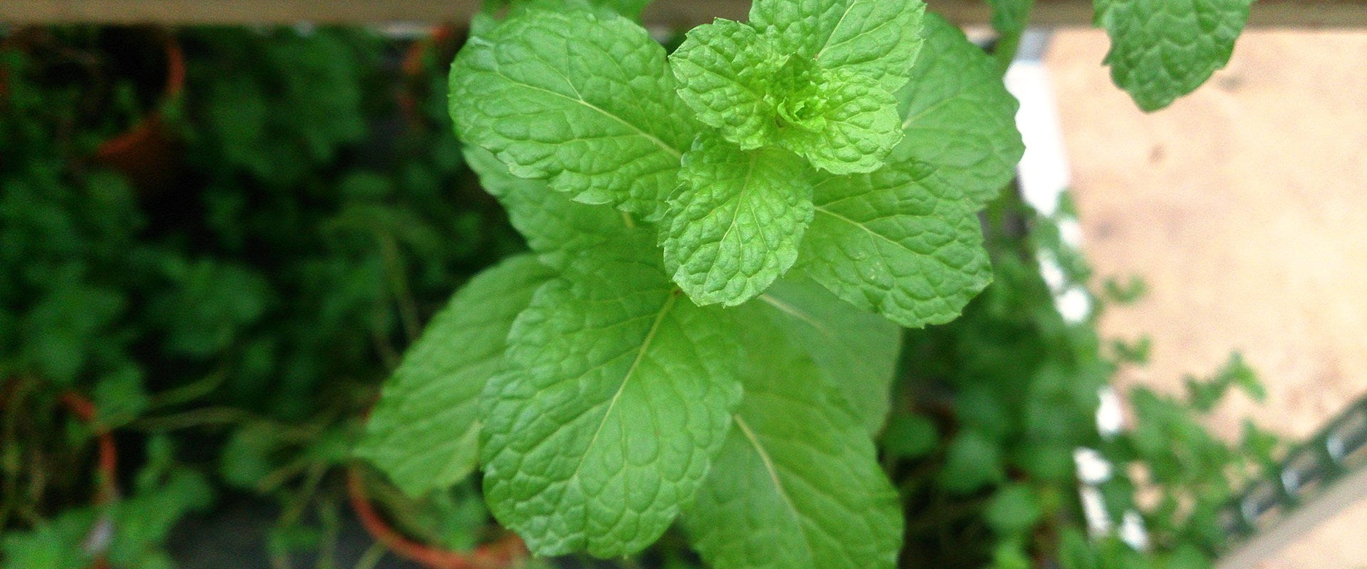 Mint leaves growing naturally in an outdoor herb garden