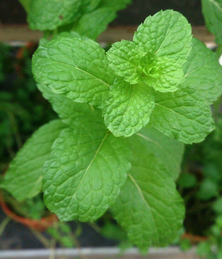 Mint leaves growing naturally in an outdoor herb garden
