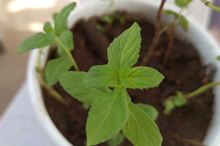 Mint foliage growing naturally in a garden setting