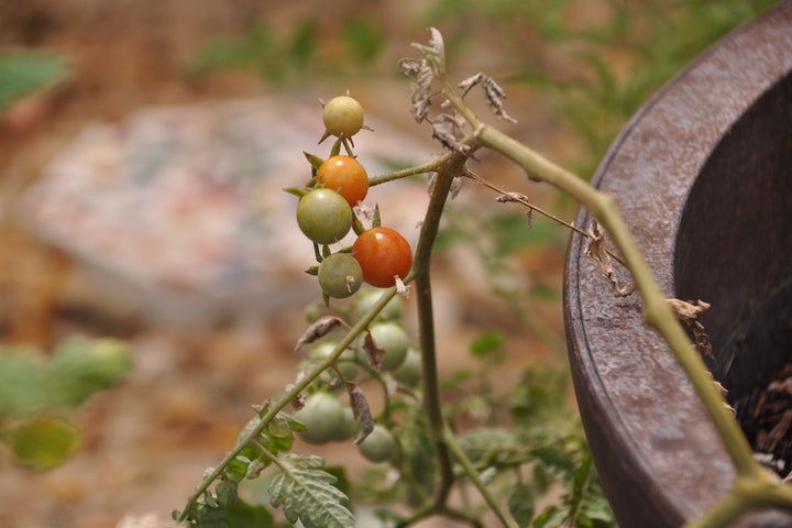 Tomatoes ripening naturally on garden vines