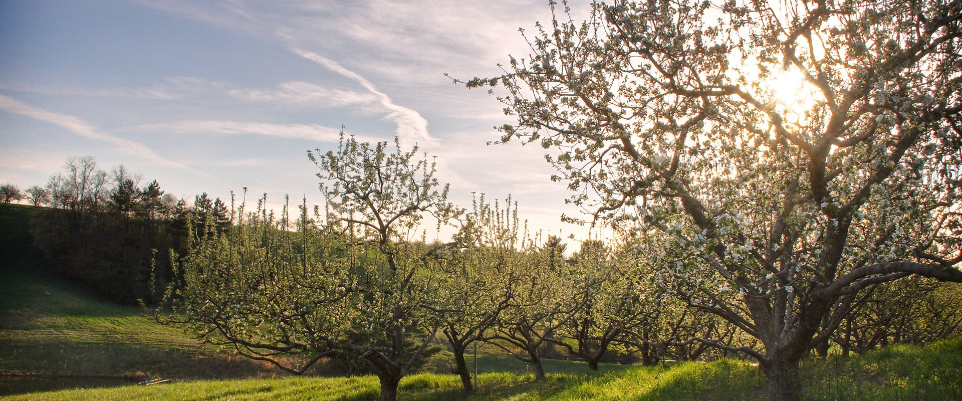 Fruit trees growing in a productive outdoor orchard