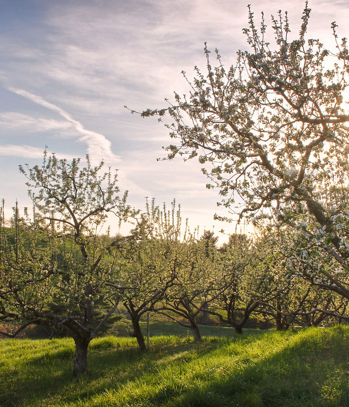 Fruit trees growing in a productive outdoor orchard