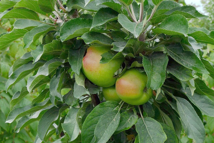 A young fruit tree establishing in an outdoor garden