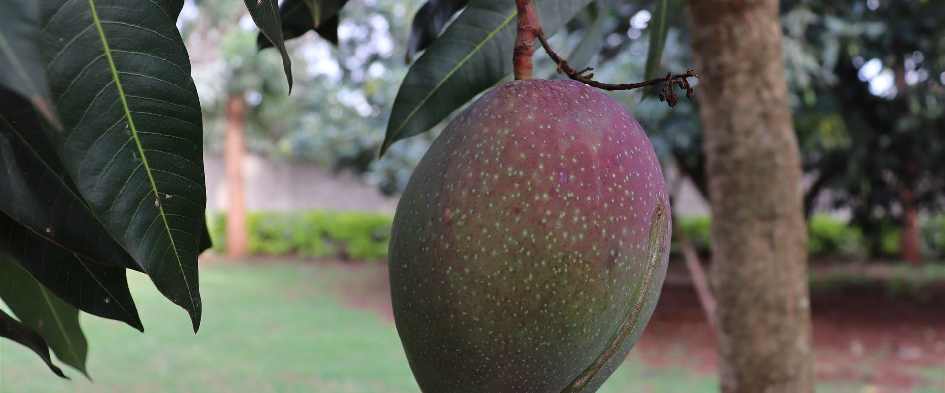 Mangoes growing naturally on a tropical fruit tree