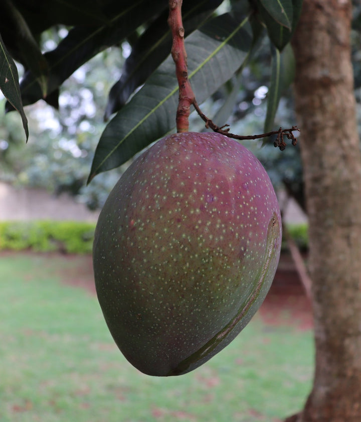 Mangoes growing naturally on a tropical fruit tree