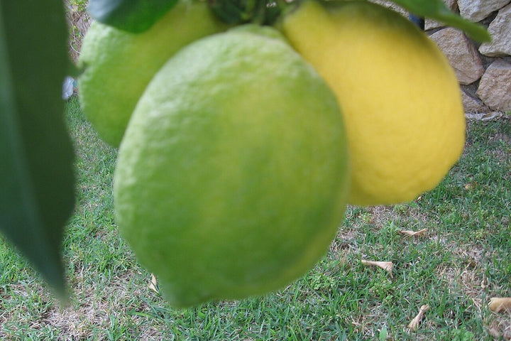 Citrus fruit growing naturally on an outdoor tree
