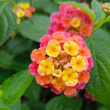 Lantana camara seeds