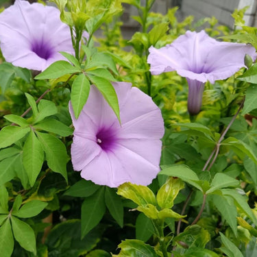 Morning Glory - Taro Purple Seeds