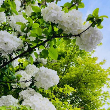 Hydrangea Seed Bonsai Flower Seeds – White