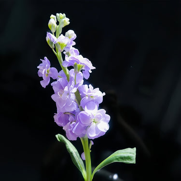 Sweet Violet