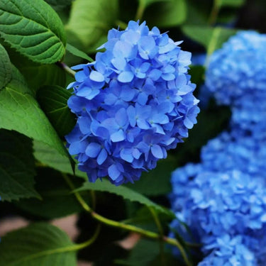 Hydrangea Seed Bonsai Flower Seeds-Blue