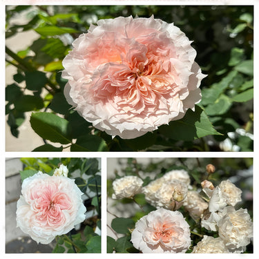 Monique Darve Rose