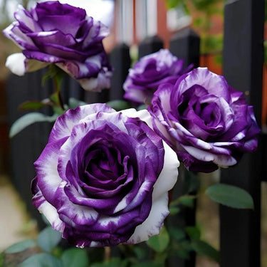 Rose Scented Jewel