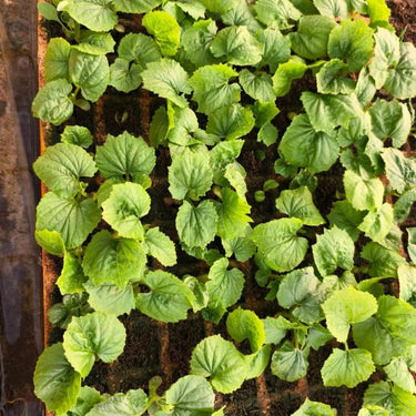Cover Crop Mix Seeds