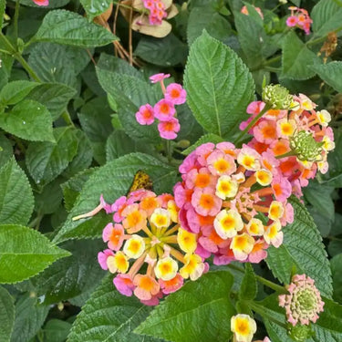 Lantana camara seeds