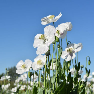'Bridal Silk' Poppy Seeds