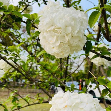 Hydrangea Seed Bonsai Flower Seeds – White