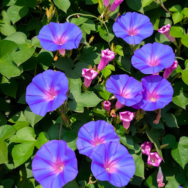 Perennial Morning Glory-Convolvulus Arvensis
