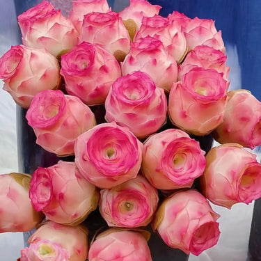 Pink Mountain Rose Succulent