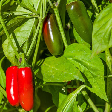 Pepper, Hot Jalapeno, Pot-a-Peño Hybrid