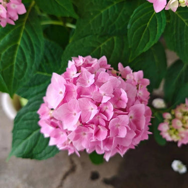 Hydrangea Seed Bonsai Flower Seeds – Pink