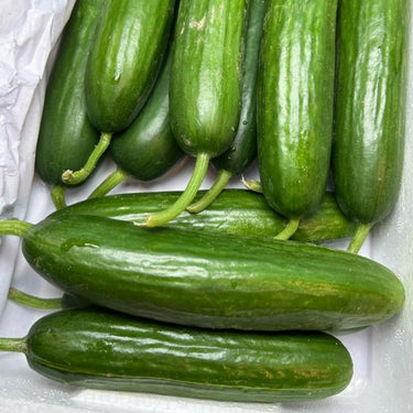 Cucumber, Bragger Hybrid