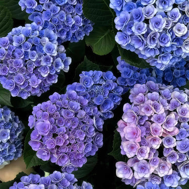 Blue-Purple Hydrangea