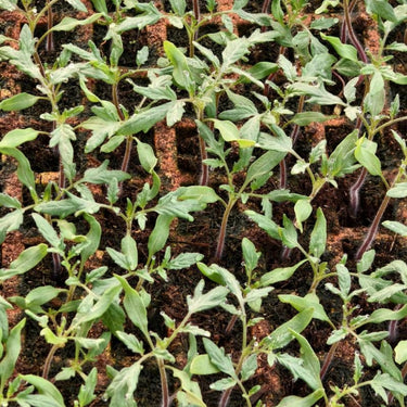 Cover Crop Mix Seeds