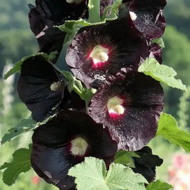 Hollyhock Seeds - Nigra