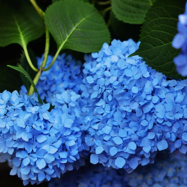 Hydrangea Seed Bonsai Flower Seeds-Blue