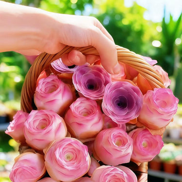Pink Mountain Rose Succulent