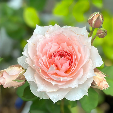 Monique Darve Rose