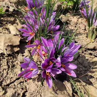 Purple Saffron Flower Seeds