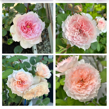 Monique Darve Rose