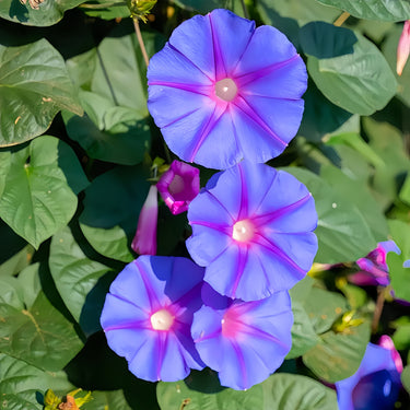 Perennial Morning Glory-Convolvulus Arvensis