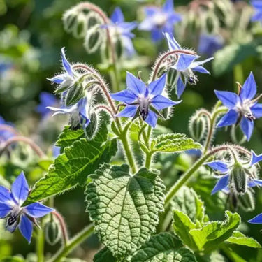 Borago Officinalis Seeds