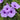 Morning Glory-Purple